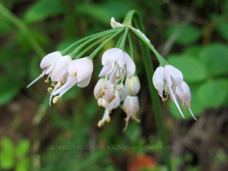 nodding onion (Allium cernuum) [Hamilton Mountain Trail, Beacon Rock State Park, Skamania County, Washington]