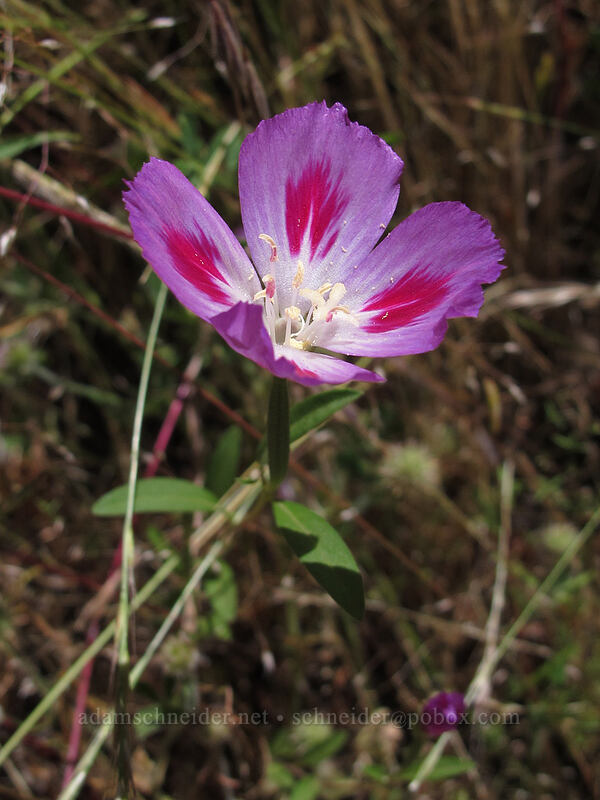 farewell-to-spring (Clarkia amoena) [Hamilton Mountain Trail, Beacon Rock State Park, Skamania County, Washington]