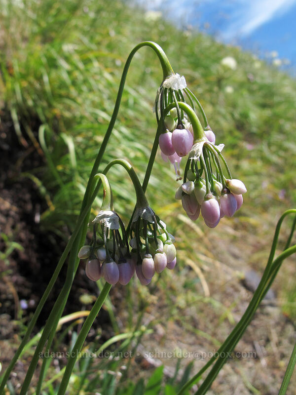 nodding onion (Allium cernuum) [Hamilton Mountain Trail, Beacon Rock State Park, Skamania County, Washington]