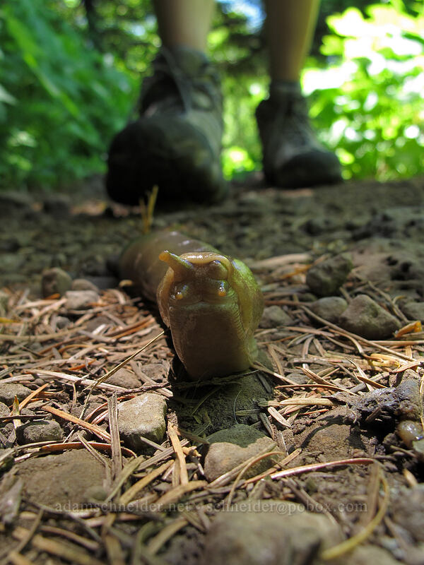 banana slug (and Allison's feet) (Ariolimax columbianus) [Hamilton Mountain Trail, Beacon Rock State Park, Skamania County, Washington]