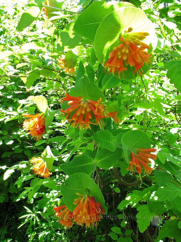orange honeysuckle (Lonicera ciliosa) [Hamilton Mountain Trail, Beacon Rock State Park, Skamania County, Washington]
