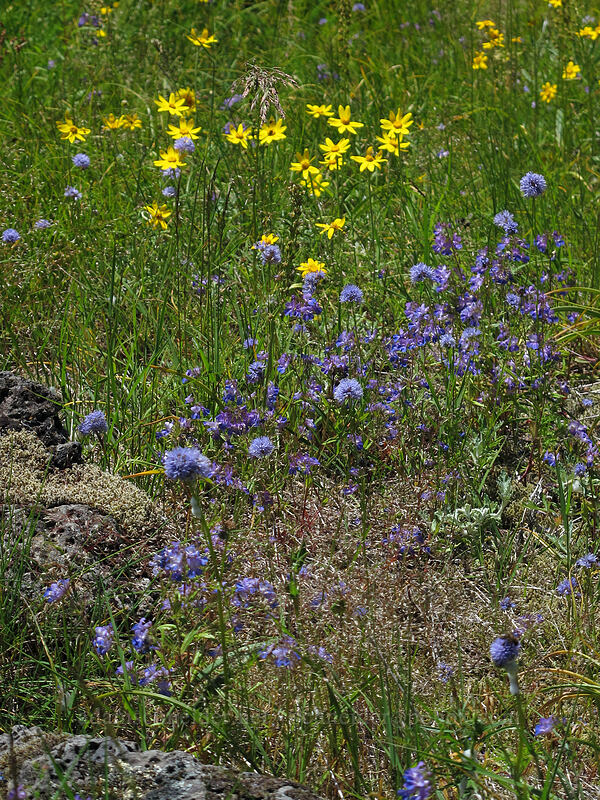 blue-head gilia & Oregon sunshine (Gilia capitata, Eriophyllum lanatum) [Hamilton Mountain Trail, Beacon Rock State Park, Skamania County, Washington]