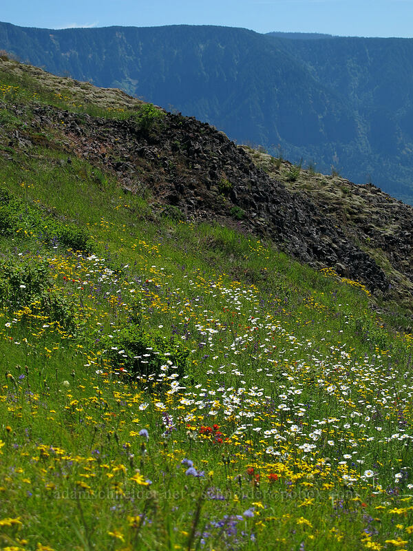 wildflowers (Eriophyllum lanatum, Chrysanthemum leucanthemum (Leucanthemum vulgare), Castilleja sp., Penstemon sp., Gilia capitata) [Hamilton Mountain Trail, Beacon Rock State Park, Skamania County, Washington]