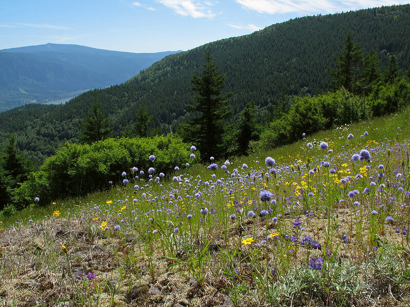 blue-head gilia (Gilia capitata) [Hamilton Mountain Trail, Beacon Rock State Park, Skamania County, Washington]
