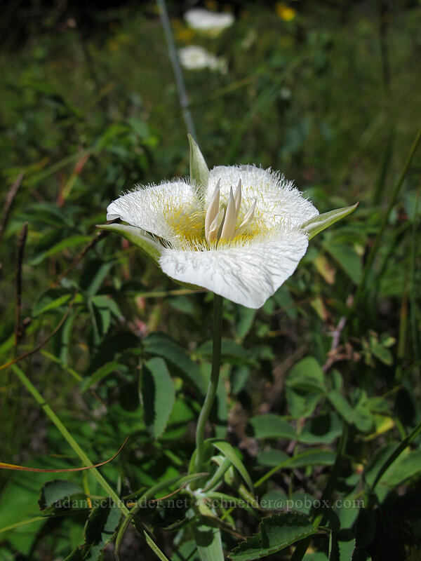 subalpine mariposa lily (Calochortus subalpinus) [Hamilton Mountain Trail, Beacon Rock State Park, Skamania County, Washington]