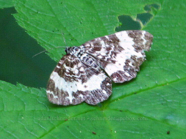 spear-marked/white-banded moth (Rheumaptera sp.) [Hardy Creek Trail, Beacon Rock State Park, Skamania County, Washington]