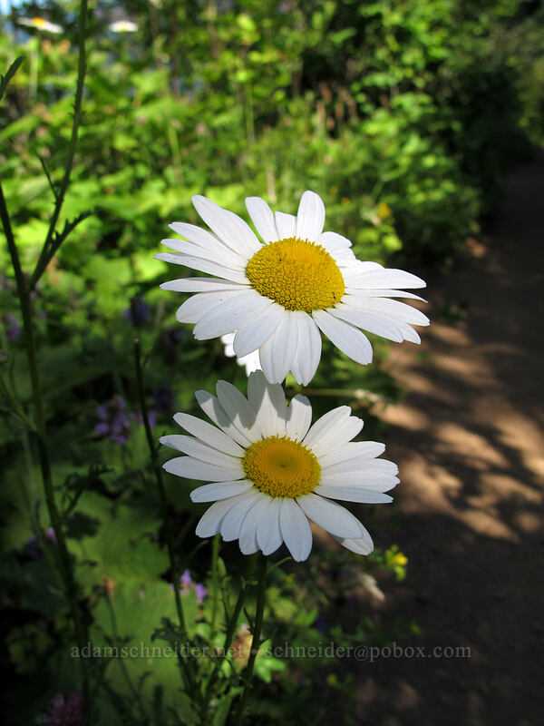 ox-eye daisies (Chrysanthemum leucanthemum (Leucanthemum vulgare)) [Hamilton Mountain Trail, Beacon Rock State Park, Skamania County, Washington]