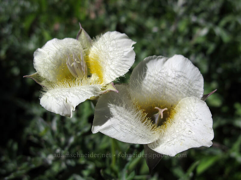 subalpine mariposa lilies (Calochortus subalpinus) [Bald Mountain, Mt. Hood Wilderness, Clackamas County, Oregon]