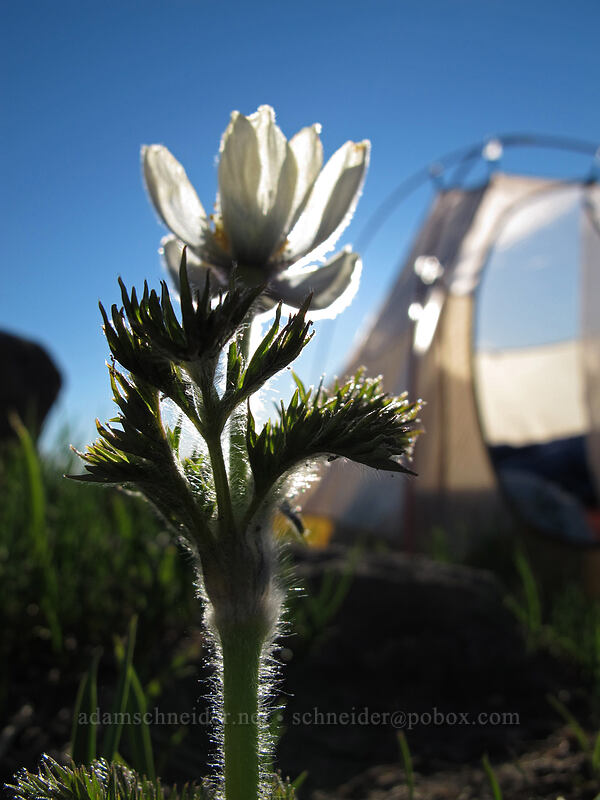 western pasqueflower & the tent (Anemone occidentalis (Pulsatilla occidentalis)) [McNeil Point, Mt. Hood Wilderness, Hood River County, Oregon]