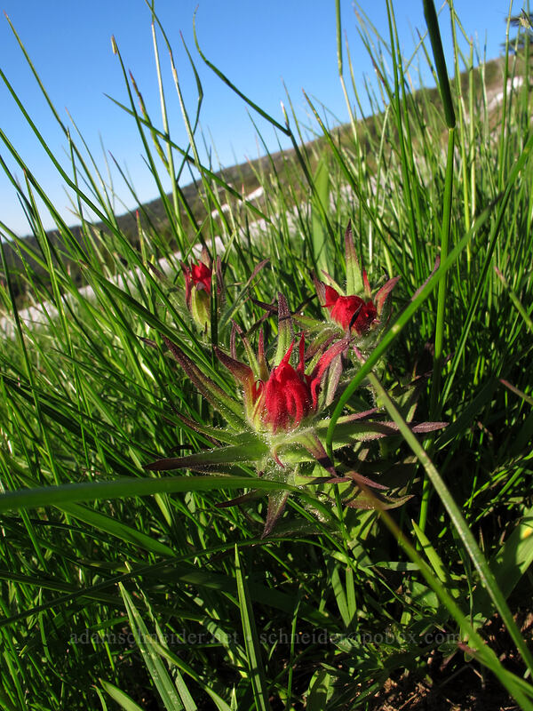 magenta paintbrush buds (Castilleja parviflora var. oreopola) [McNeil Point, Mt. Hood Wilderness, Hood River County, Oregon]