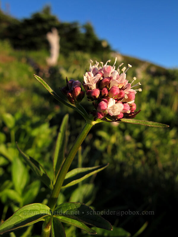 Sitka valerian (Valeriana sitchensis) [McNeil Point, Mt. Hood Wilderness, Clackamas County, Oregon]