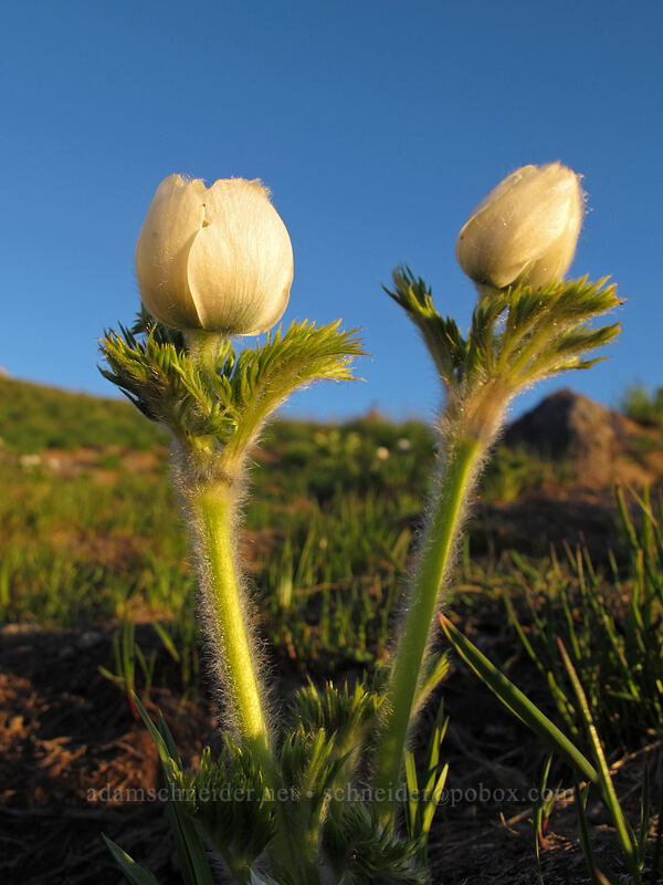 western pasqueflower (Anemone occidentalis (Pulsatilla occidentalis)) [McNeil Point, Mt. Hood Wilderness, Hood River County, Oregon]