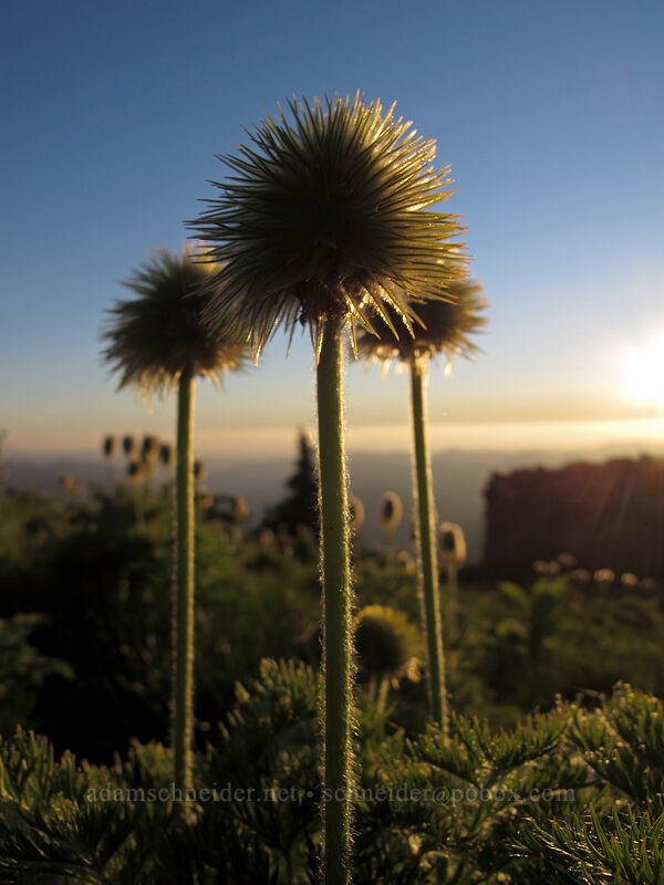 western pasqueflower seed heads (Anemone occidentalis (Pulsatilla occidentalis)) [McNeil Point, Mt. Hood Wilderness, Clackamas County, Oregon]
