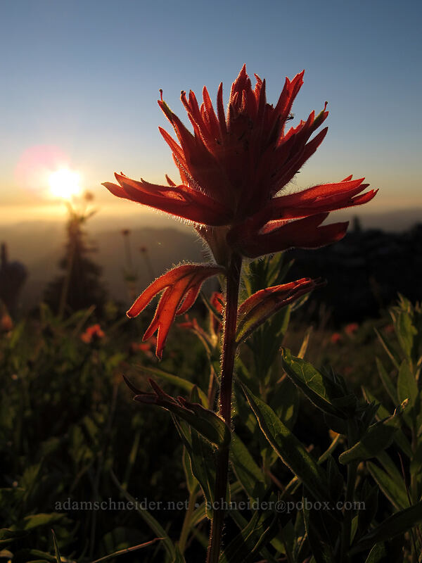 magenta paintbrush at sunset (Castilleja parviflora var. oreopola) [McNeil Point, Mt. Hood Wilderness, Clackamas County, Oregon]