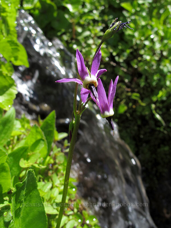 shooting stars (Dodecatheon jeffreyi (Primula jeffreyi)) [Timberline Trail, Mt. Hood Wilderness, Hood River County, Oregon]