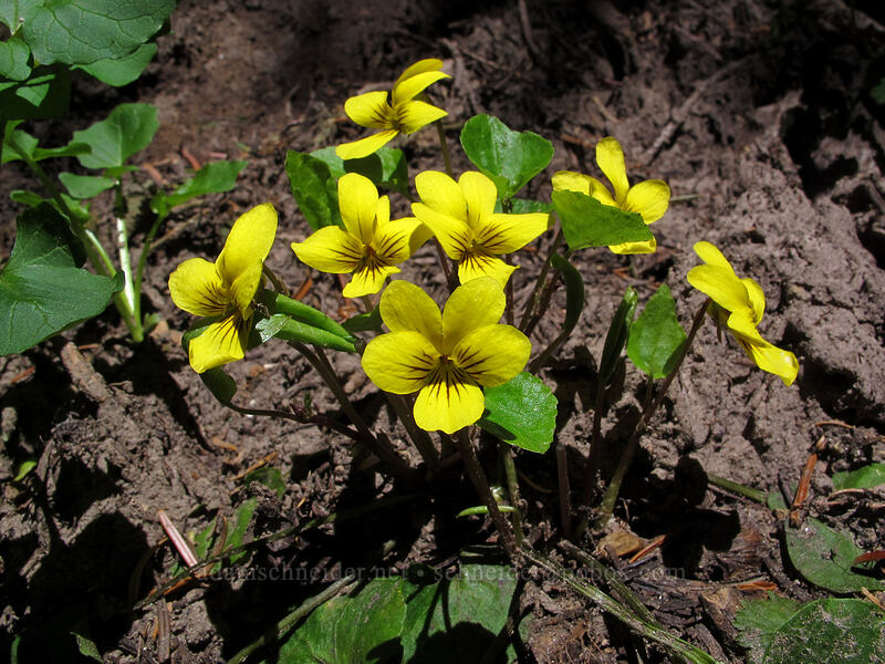violets (Viola sp.) [Timberline Trail, Mt. Hood Wilderness, Hood River County, Oregon]