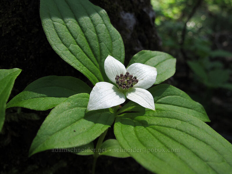 bunchberry (Cornus unalaschkensis (Cornus canadensis)) [Timberline Trail, Mt. Hood Wilderness, Hood River County, Oregon]