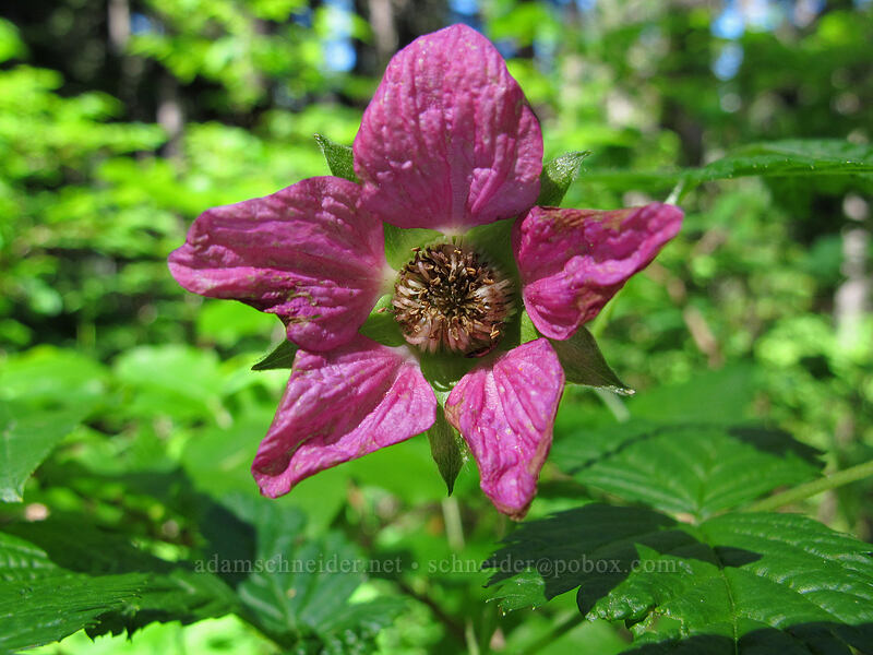 salmonberry flower (Rubus spectabilis) [Timberline Trail, Mt. Hood Wilderness, Hood River County, Oregon]