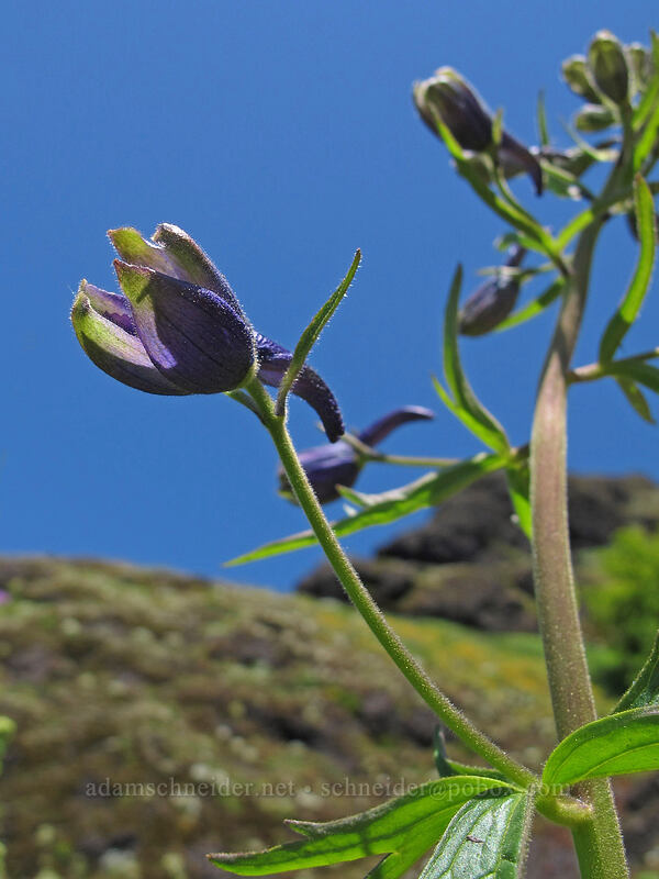 larkspur (Delphinium sp.) [Saddle Mountain, Clatsop County, Oregon]