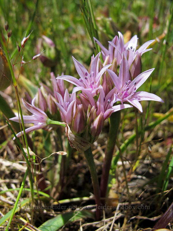 Olympic onion (Allium crenulatum) [Saddle Mountain, Clatsop County, Oregon]