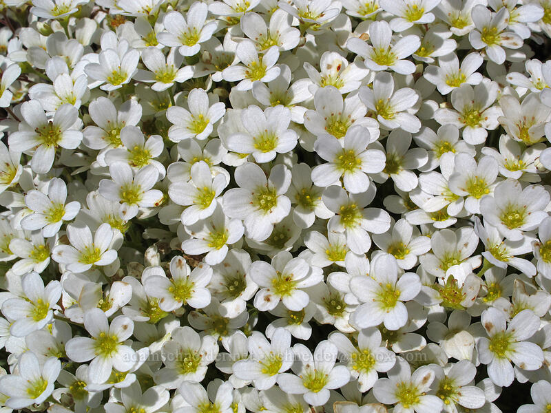 tufted saxifrage (Saxifraga cespitosa var. subgemmifera (Saxifraga caespitosa)) [Saddle Mountain, Clatsop County, Oregon]