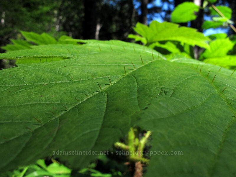 devil's club leaf (Oplopanax horridus) [Saddle Mountain, Clatsop County, Oregon]