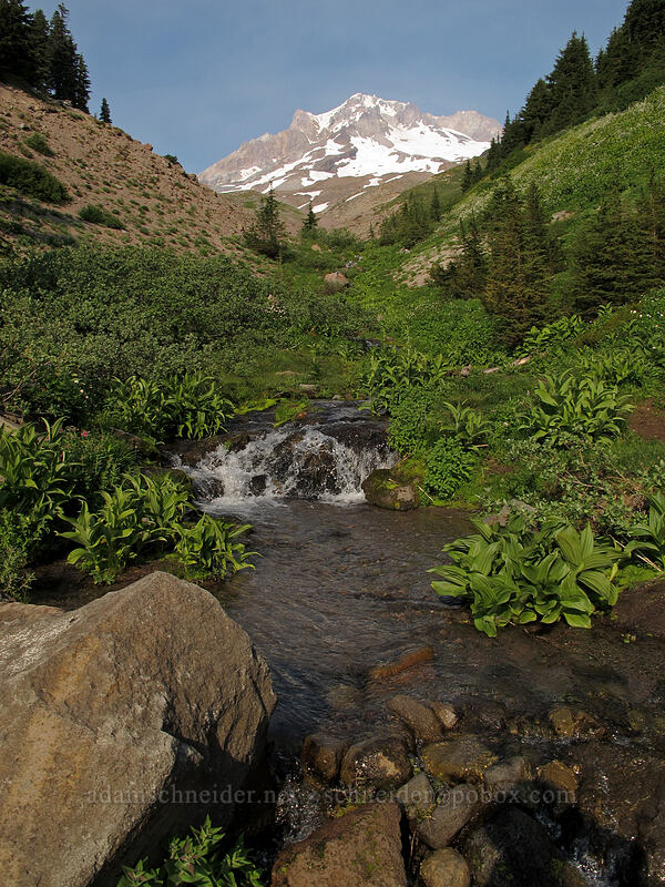 Mount Hood and a stream [Paradise Park Loop Trail, Mt. Hood Wilderness, Clackamas County, Oregon]