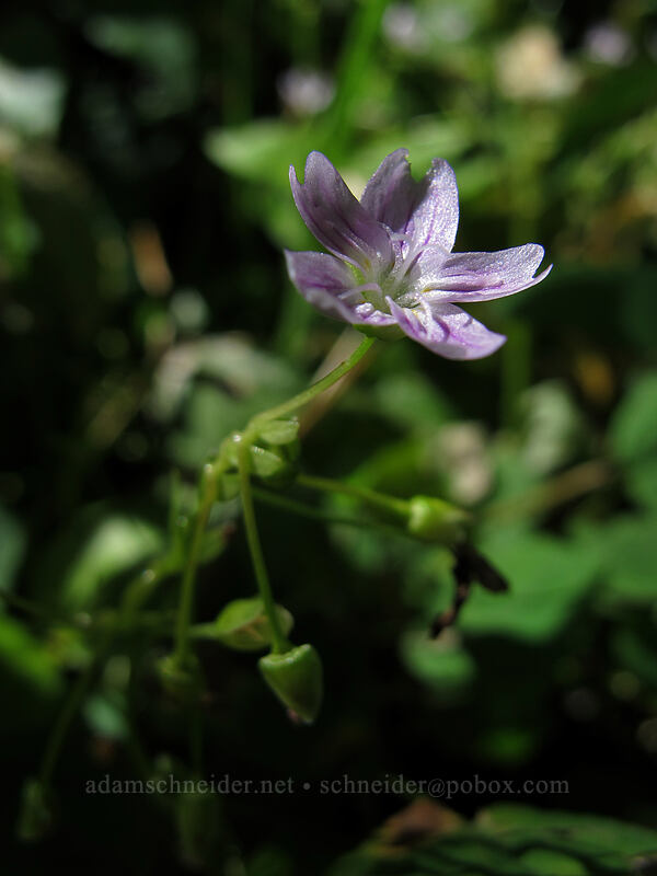 candy flower (Claytonia sibirica (Montia sibirica)) [Silver Star Mountain Trail, Gifford Pinchot Nat'l Forest, Skamania County, Washington]