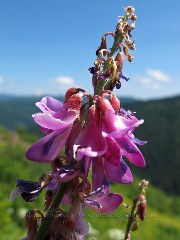 western sweet-vetch (Hedysarum occidentale) [Silver Star Mountain Trail, Gifford Pinchot Nat'l Forest, Skamania County, Washington]