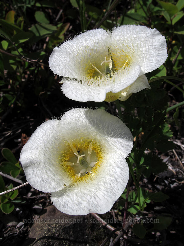 subalpine mariposa lilies (Calochortus subalpinus) [Silver Star Mountain Trail, Gifford Pinchot Nat'l Forest, Skamania County, Washington]