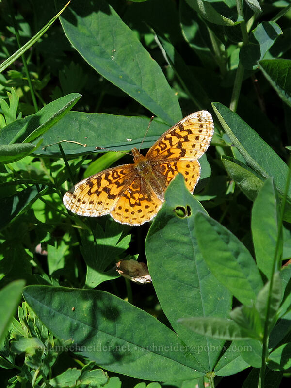 fritillary butterfly [Ed's Trail, Silver Star Mountain, Gifford Pinchot Nat'l Forest, Skamania County, Washington]