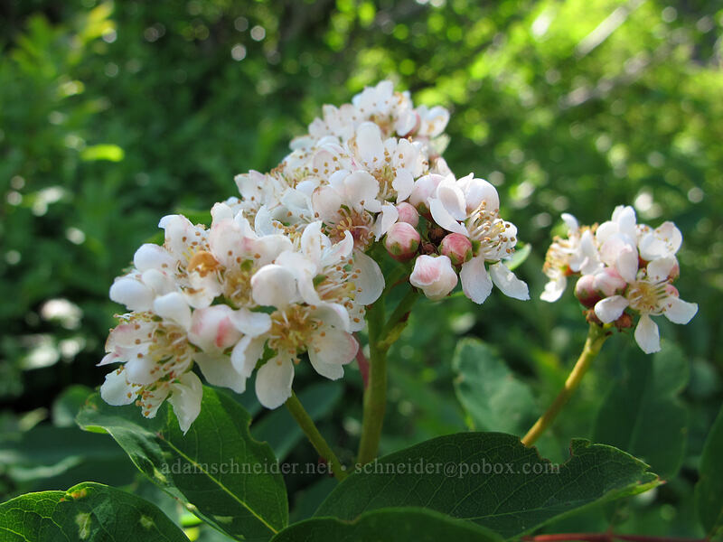 Sitka mountain-ash flowers (Sorbus sitchensis) [Ed's Trail, Silver Star Mountain, Gifford Pinchot Nat'l Forest, Skamania County, Washington]