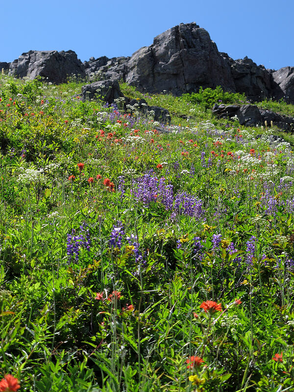 wildflowers [Ed's Trail, Silver Star Mountain, Gifford Pinchot Nat'l Forest, Skamania County, Washington]