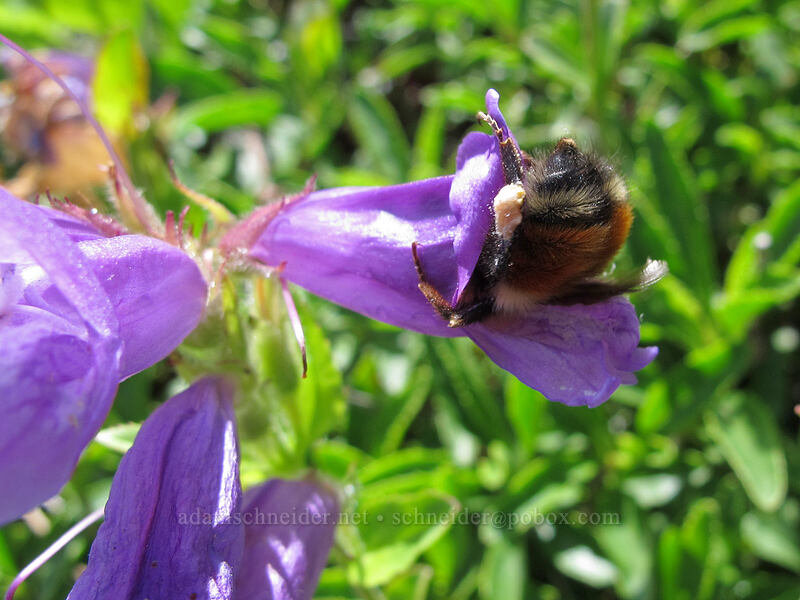 bumblebee upside-down in penstemon (Bombus sp., Penstemon cardwellii) [Ed's Trail, Silver Star Mountain, Gifford Pinchot Nat'l Forest, Skamania County, Washington]