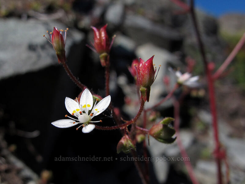 rusty saxifrage (Micranthes ferruginea (Saxifraga ferruginea)) [Ed's Trail, Silver Star Mountain, Gifford Pinchot Nat'l Forest, Skamania County, Washington]