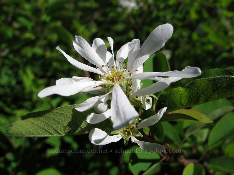 serviceberry flowers (Amelanchier alnifolia) [Ed's Trail, Silver Star Mountain, Gifford Pinchot Nat'l Forest, Skamania County, Washington]