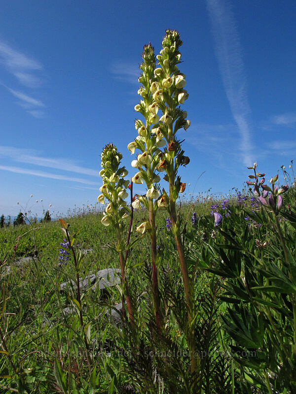 bracted lousewort (Pedicularis bracteosa) [Silver Star Mountain Trail, Gifford Pinchot Nat'l Forest, Skamania County, Washington]