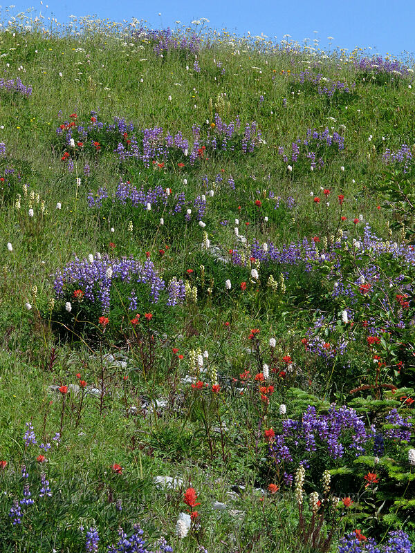 Wildflowers [Silver Star Mountain Trail, Gifford Pinchot Nat'l Forest, Skamania County, Washington]