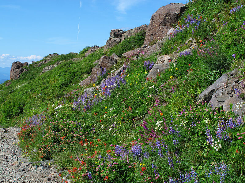 wildflowers [Silver Star Mountain Trail, Gifford Pinchot Nat'l Forest, Skamania County, Washington]