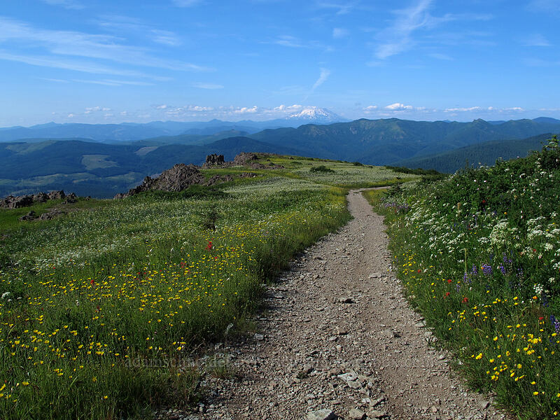 Mt. St. Helens & trail through wildflowers [Silver Star Mountain Trail, Gifford Pinchot Nat'l Forest, Skamania County, Washington]