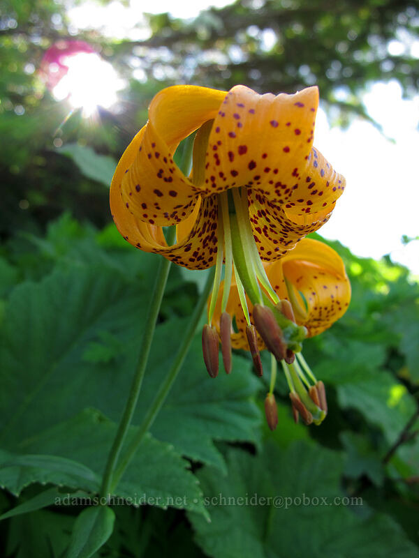 tiger lilies (Lilium columbianum) [Silver Star Mountain Trail, Gifford Pinchot Nat'l Forest, Skamania County, Washington]