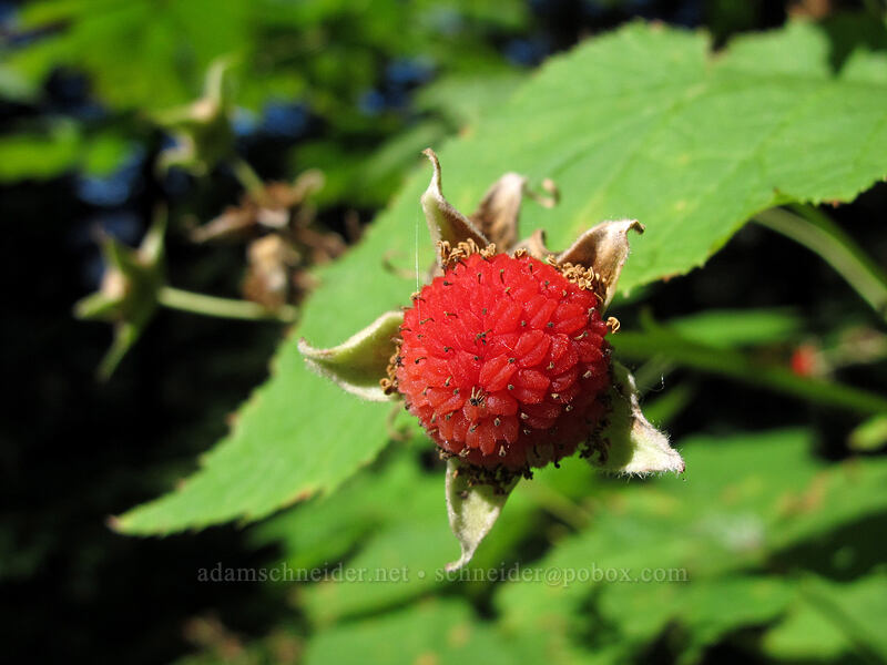 thimbleberry (Rubus parviflorus) [Wahkeena Trail, Columbia River Gorge, Multnomah County, Oregon]