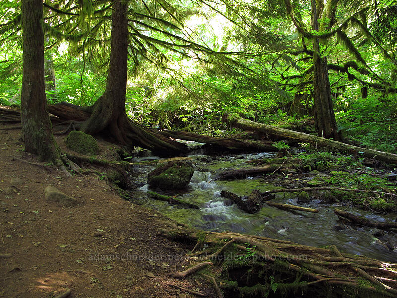 Wahkeena Spring [Wahkeena Trail, Columbia River Gorge, Multnomah County, Oregon]