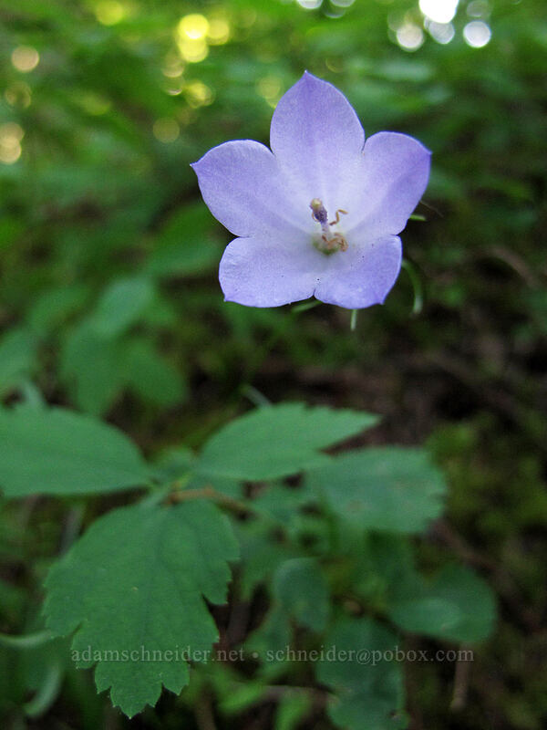 harebell (Campanula rotundifolia) [Wahkeena Trail, Columbia River Gorge, Multnomah County, Oregon]