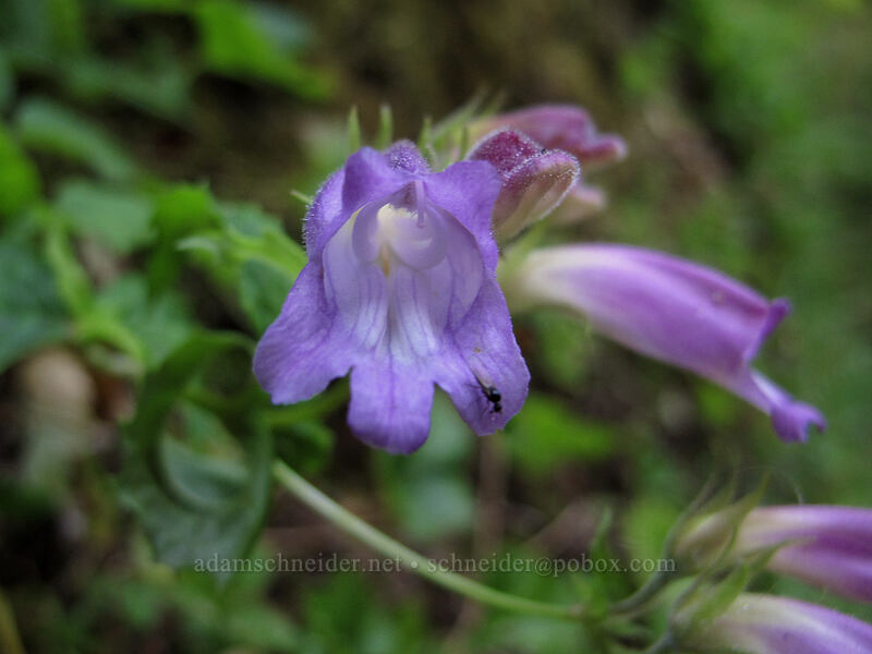 woodland beardtongue (Nothochelone nemorosa) [Larch Mountain Trail, Columbia River Gorge, Multnomah County, Oregon]