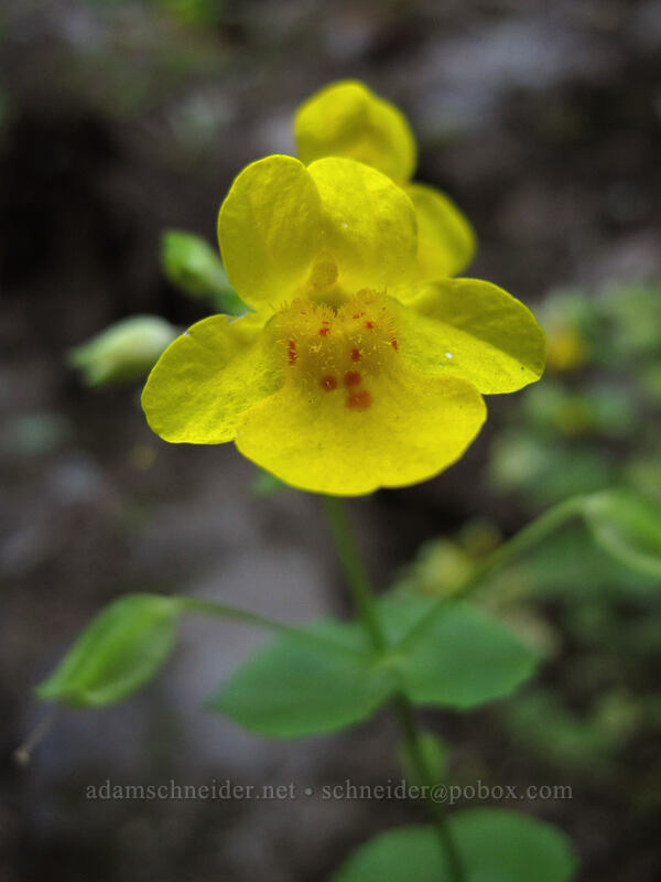 monkeyflower (Erythranthe sp. (Mimulus sp.)) [Larch Mountain Trail, Columbia River Gorge, Multnomah County, Oregon]