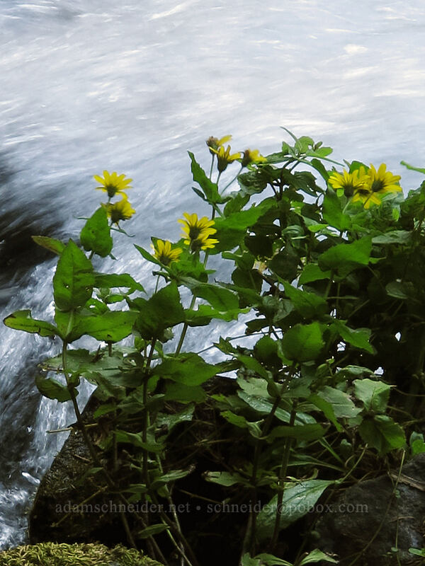 streambank arnica (Arnica amplexicaulis (Arnica lanceolata)) [Multnomah Falls Overlook, Columbia River Gorge, Multnomah County, Oregon]