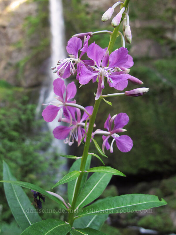fireweed at Multnomah Falls (Chamerion angustifolium (Chamaenerion angustifolium) (Epilobium angustifolium)) [Larch Mountain Trail, Columbia River Gorge, Multnomah County, Oregon]