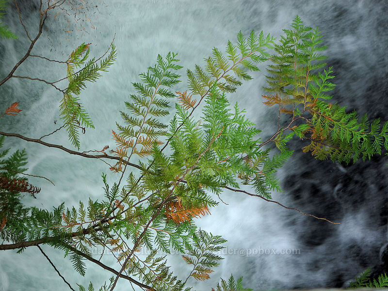 Western red-cedar leaves & whitewater (Thuja plicata) [Falls Creek, Gifford Pinchot Nat'l Forest, Skamania County, Washington]