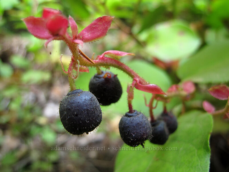 salal berries (Gaultheria shallon) [Falls Creek, Gifford Pinchot Nat'l Forest, Skamania County, Washington]